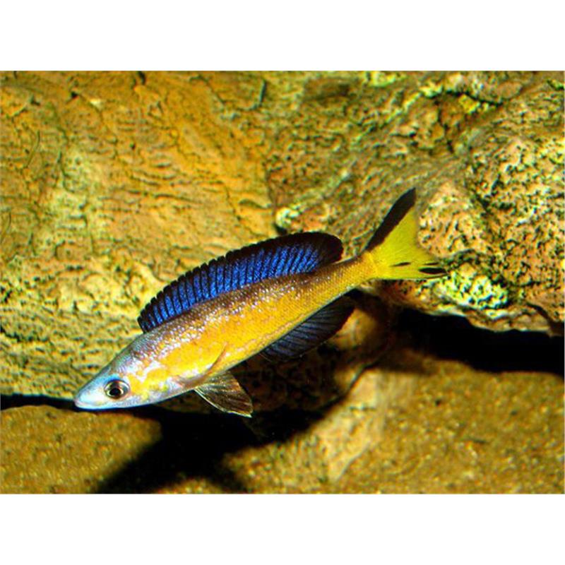 Cyprichromis microlepidotus Kasai - imagine 4